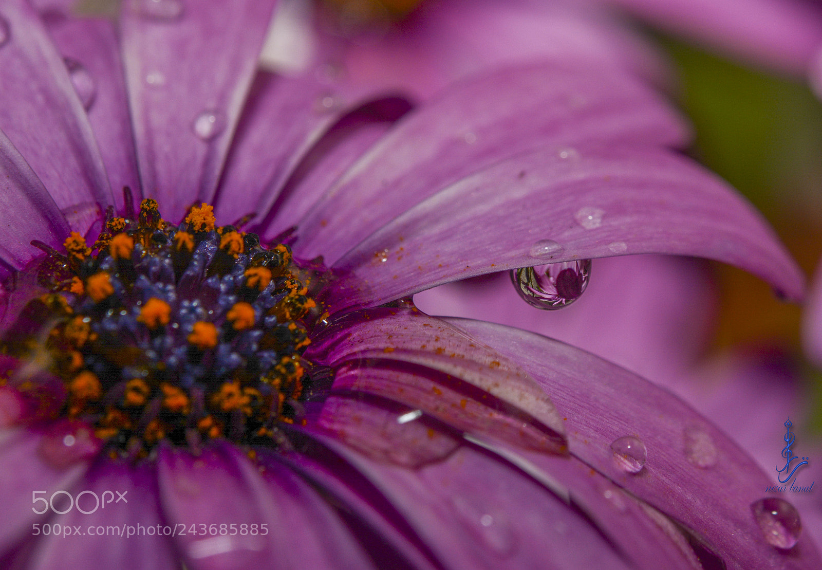 Nikon D7100 sample photo. Drops of life photography