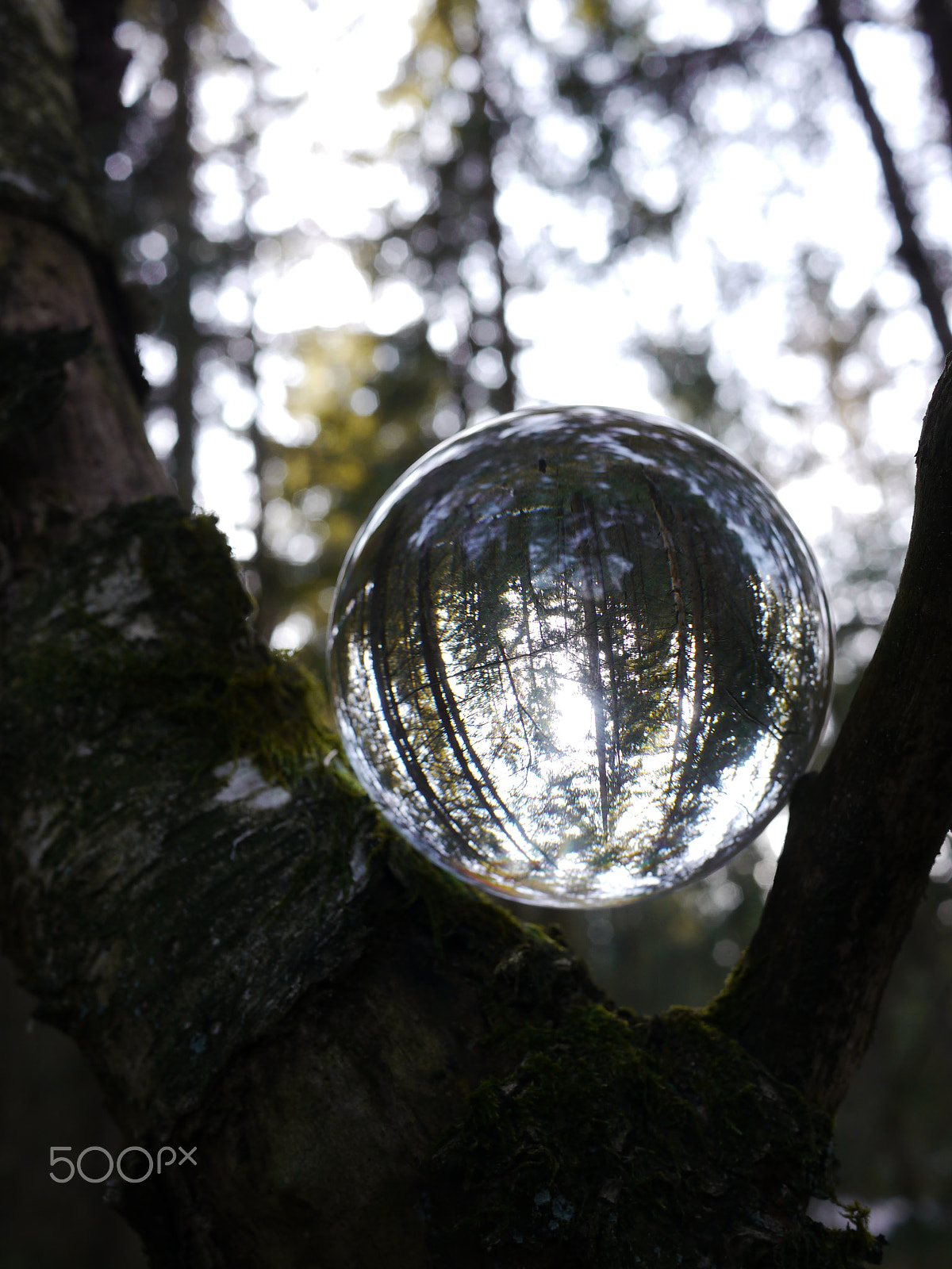 Panasonic Lumix DMC-GH2 sample photo. Bowl on wood which is mirror inverted photography