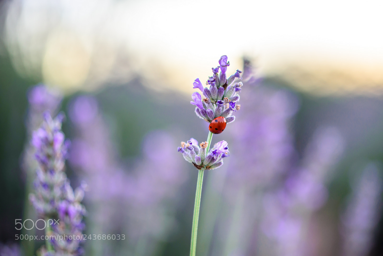 Nikon D610 sample photo. Lavander photography