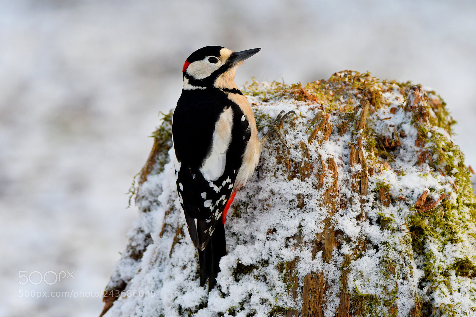 Nikon D500 sample photo. Great spotted woodpecker photography