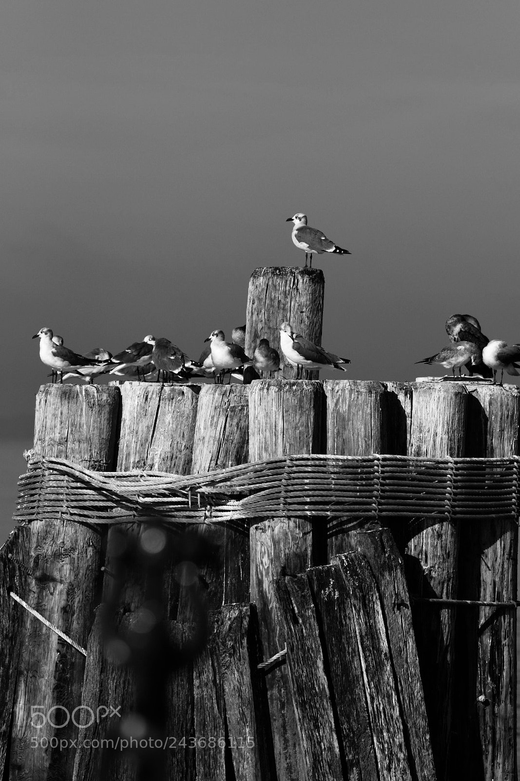 Nikon D500 sample photo. Untitled photography