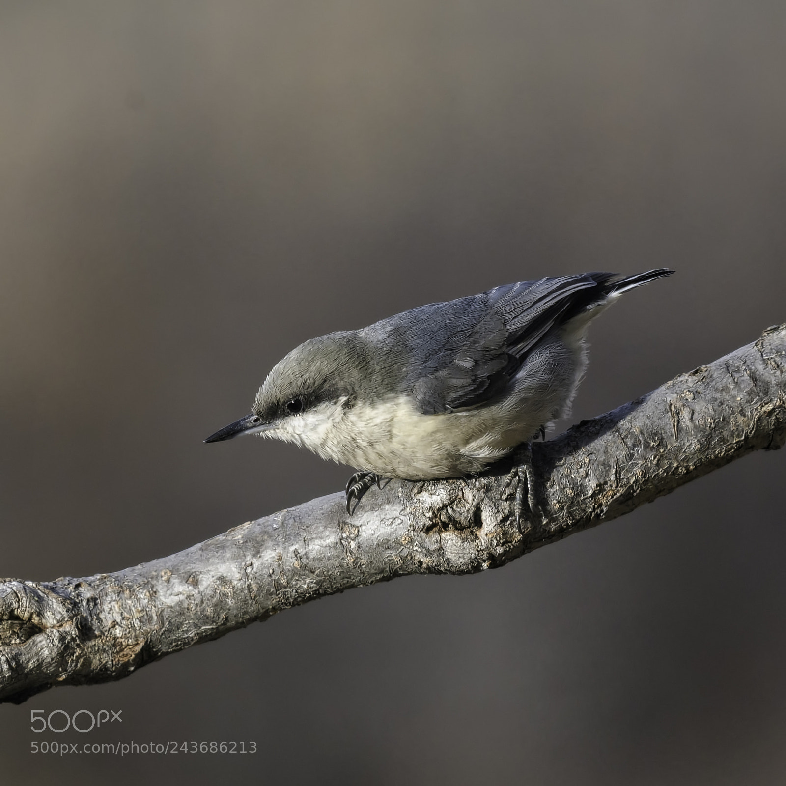 Nikon D500 sample photo. Pygmy nuthatch photography