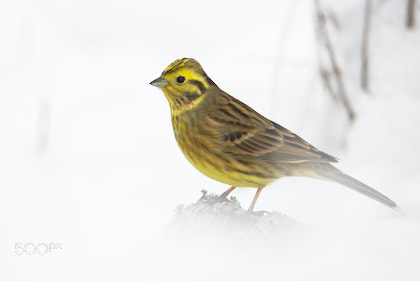 Nikon D810 sample photo. Yellowhammer wiith white, soft background photography