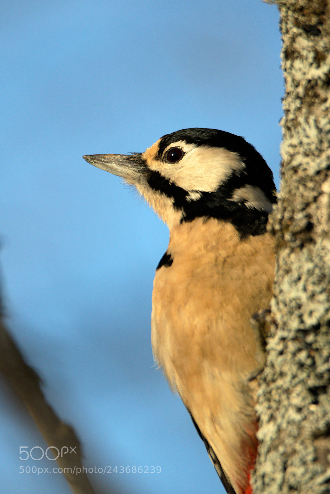 Nikon D810 sample photo. Woodpecker lookout photography