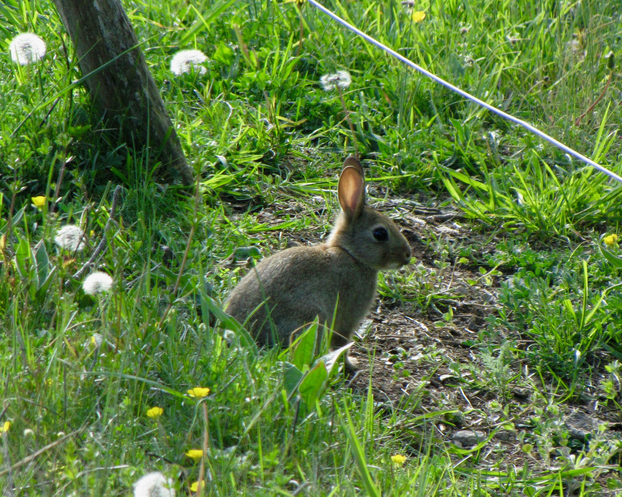 Canon PowerShot SX1 IS sample photo. Wild rabbit photography
