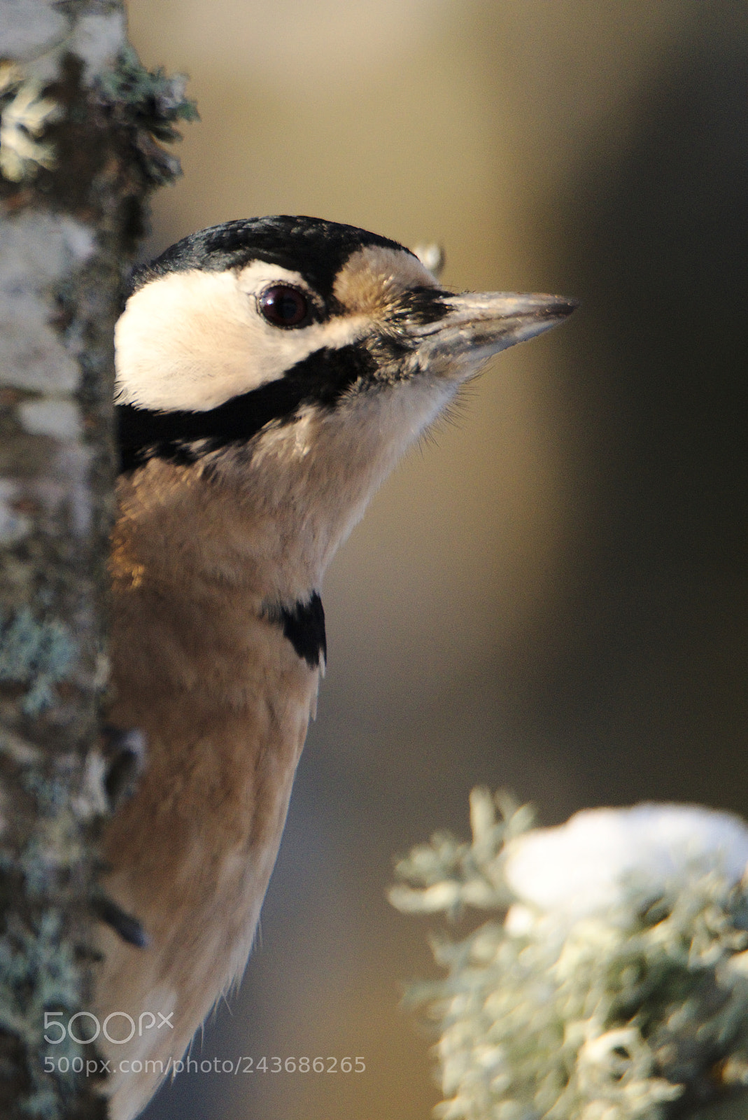 Nikon D810 sample photo. Woodpecker opposite lookout, evening photography