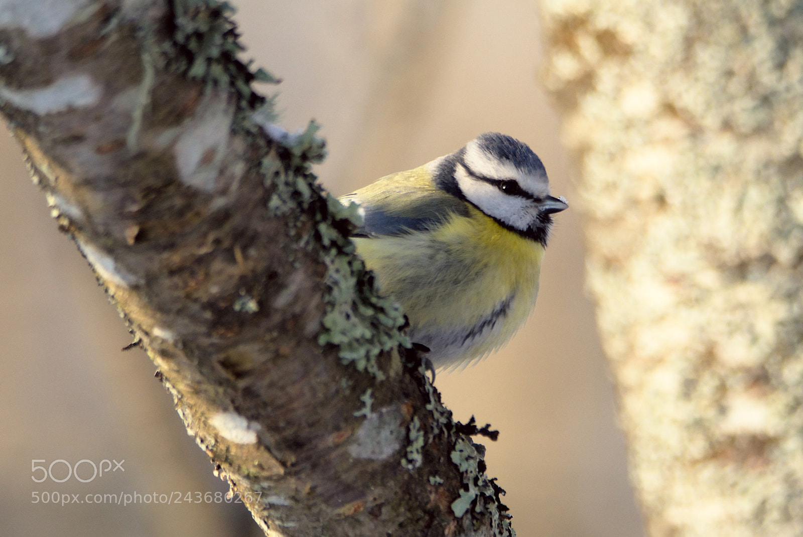 Nikon D810 sample photo. Cute blue tit photography