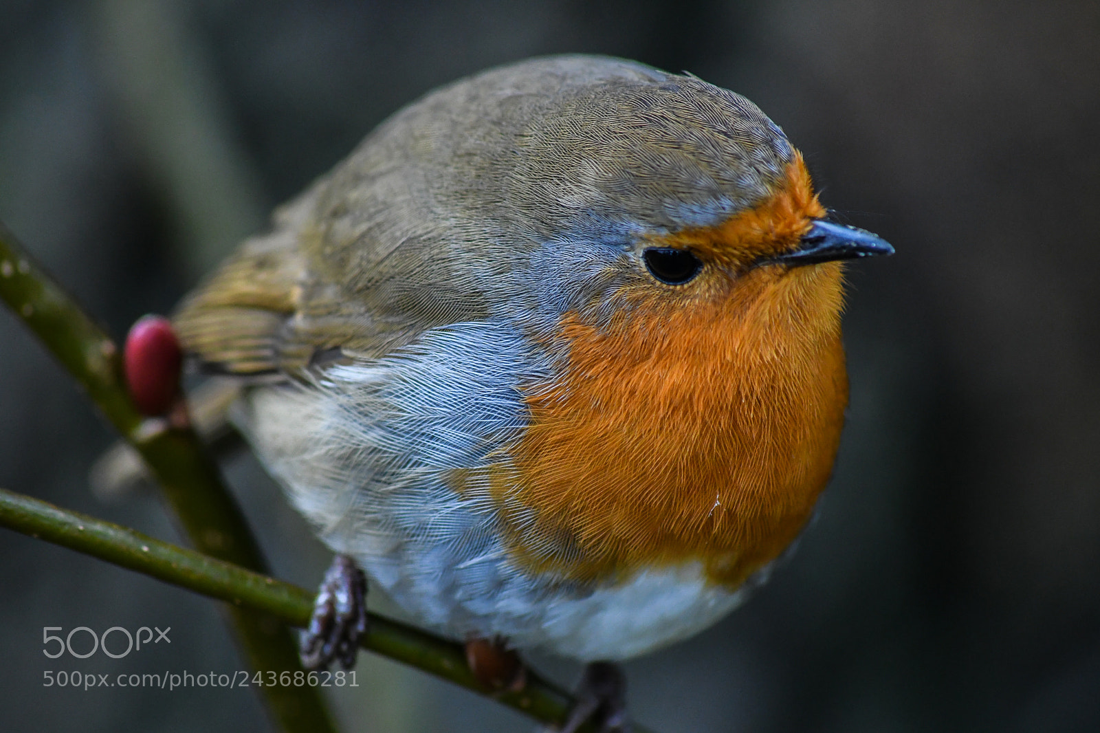 Nikon D7500 sample photo. Dinefwr robin photography