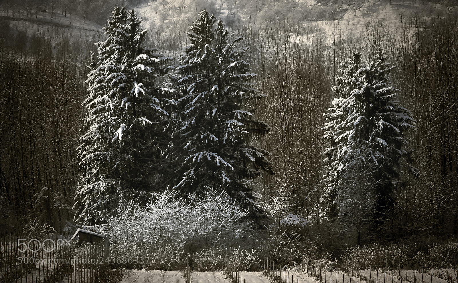 Nikon D7200 sample photo. Winter photography
