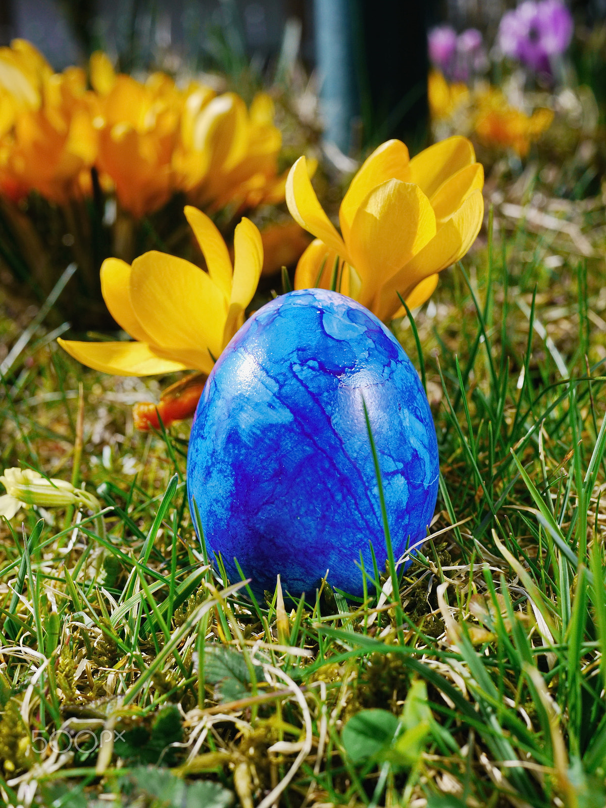 Panasonic Lumix DMC-GH2 sample photo. Blue egg on meadow with crocusses photography