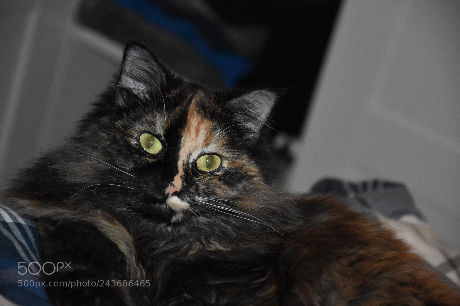 Nikon D3400 sample photo. Meditationm photography