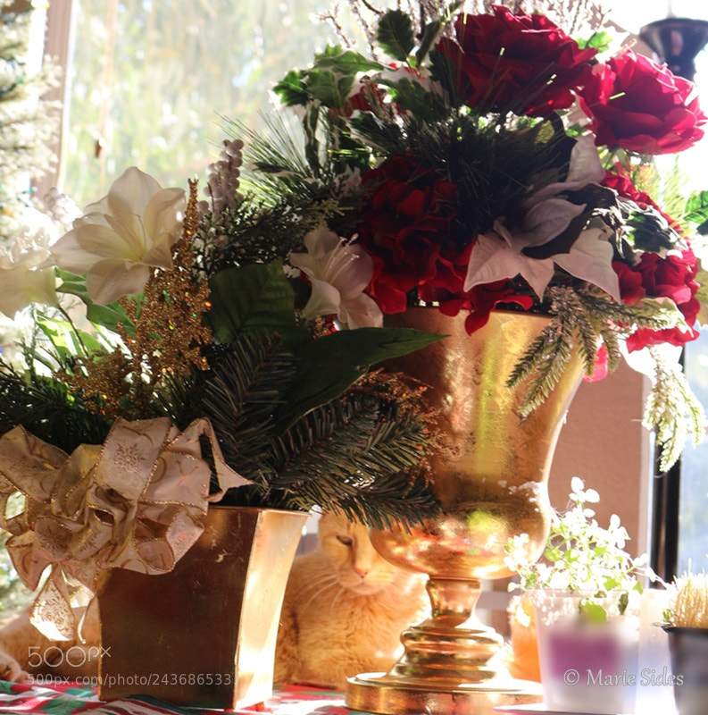 Canon EOS 100D (EOS Rebel SL1 / EOS Kiss X7) sample photo. Kulta on the table photography