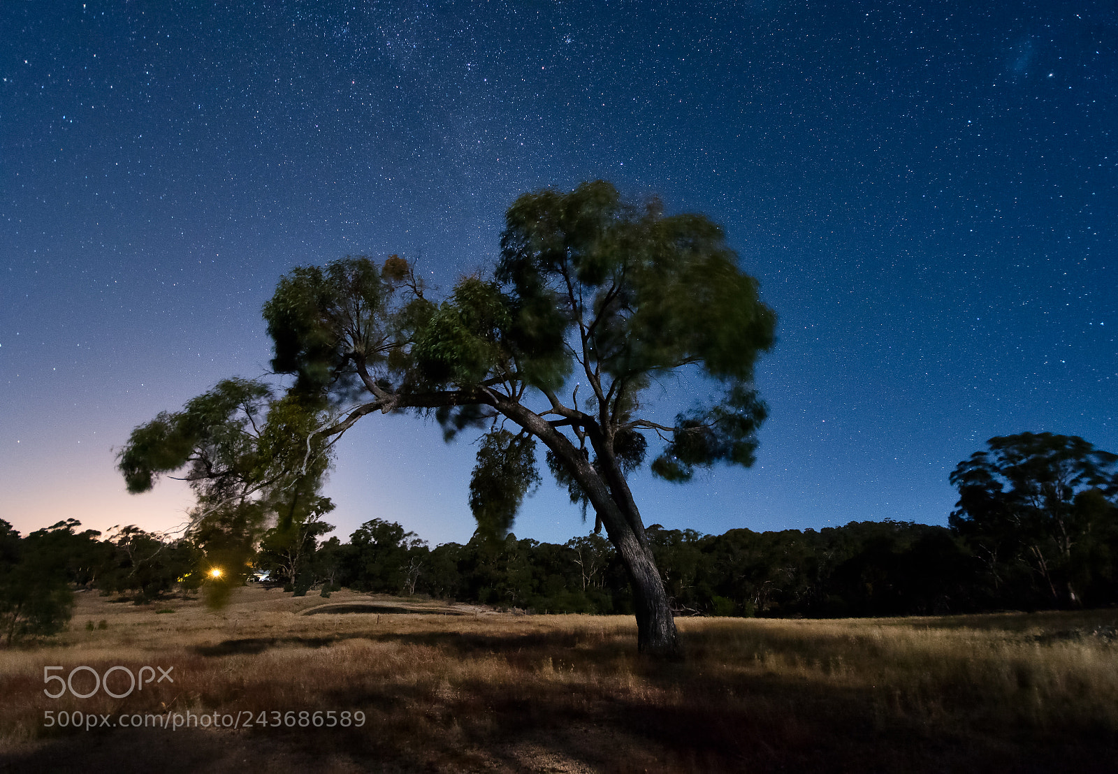 Nikon D500 sample photo. Starry night photography