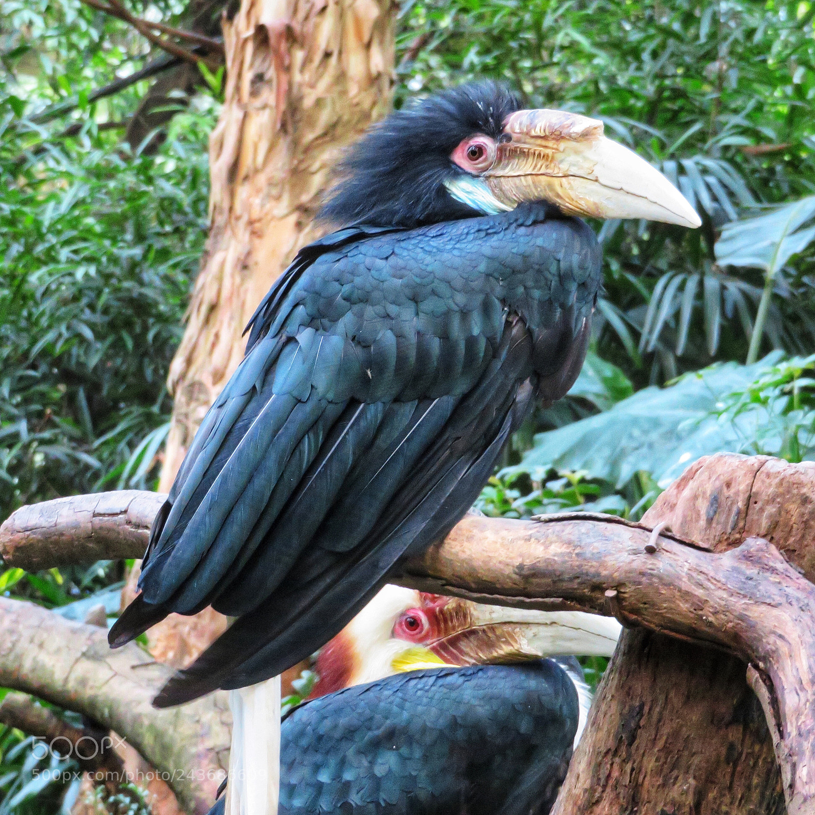 Canon PowerShot SX720 HS sample photo. Wreathed hornbills photography