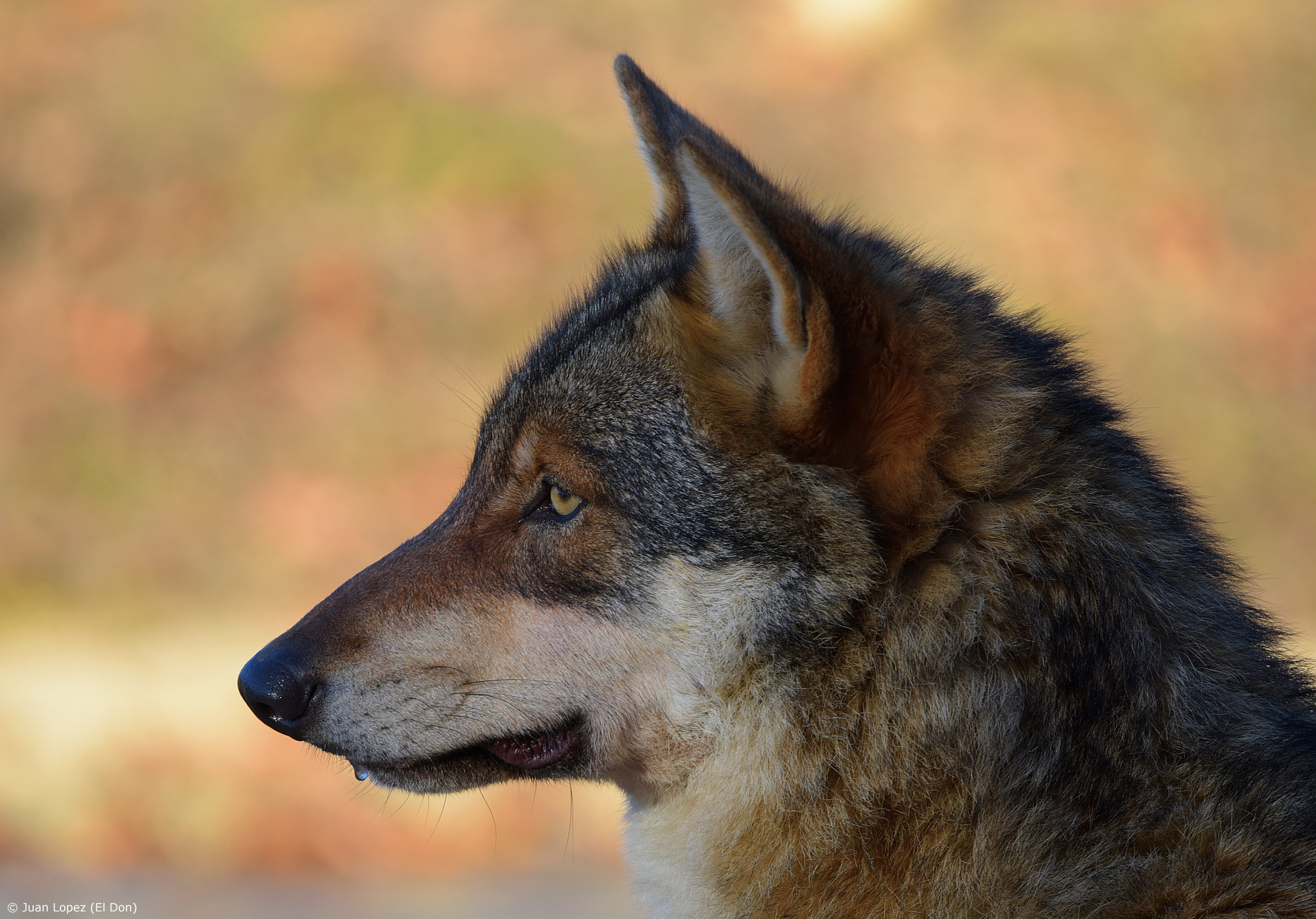 Nikon D810 + Sigma 150-600mm F5-6.3 DG OS HSM | S sample photo. Wolf..!! photography