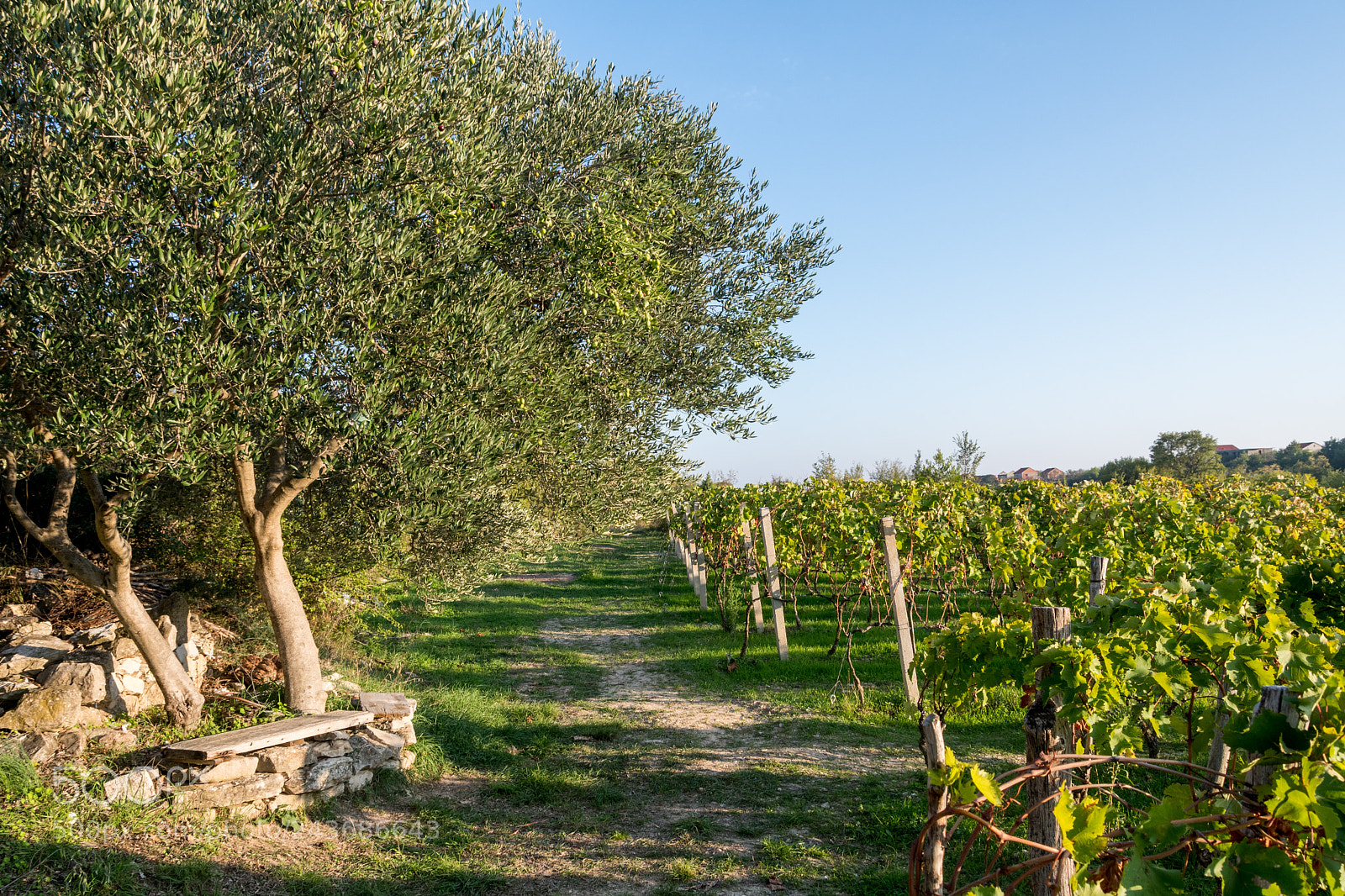 Nikon D500 sample photo. Olive trees and vineyard photography