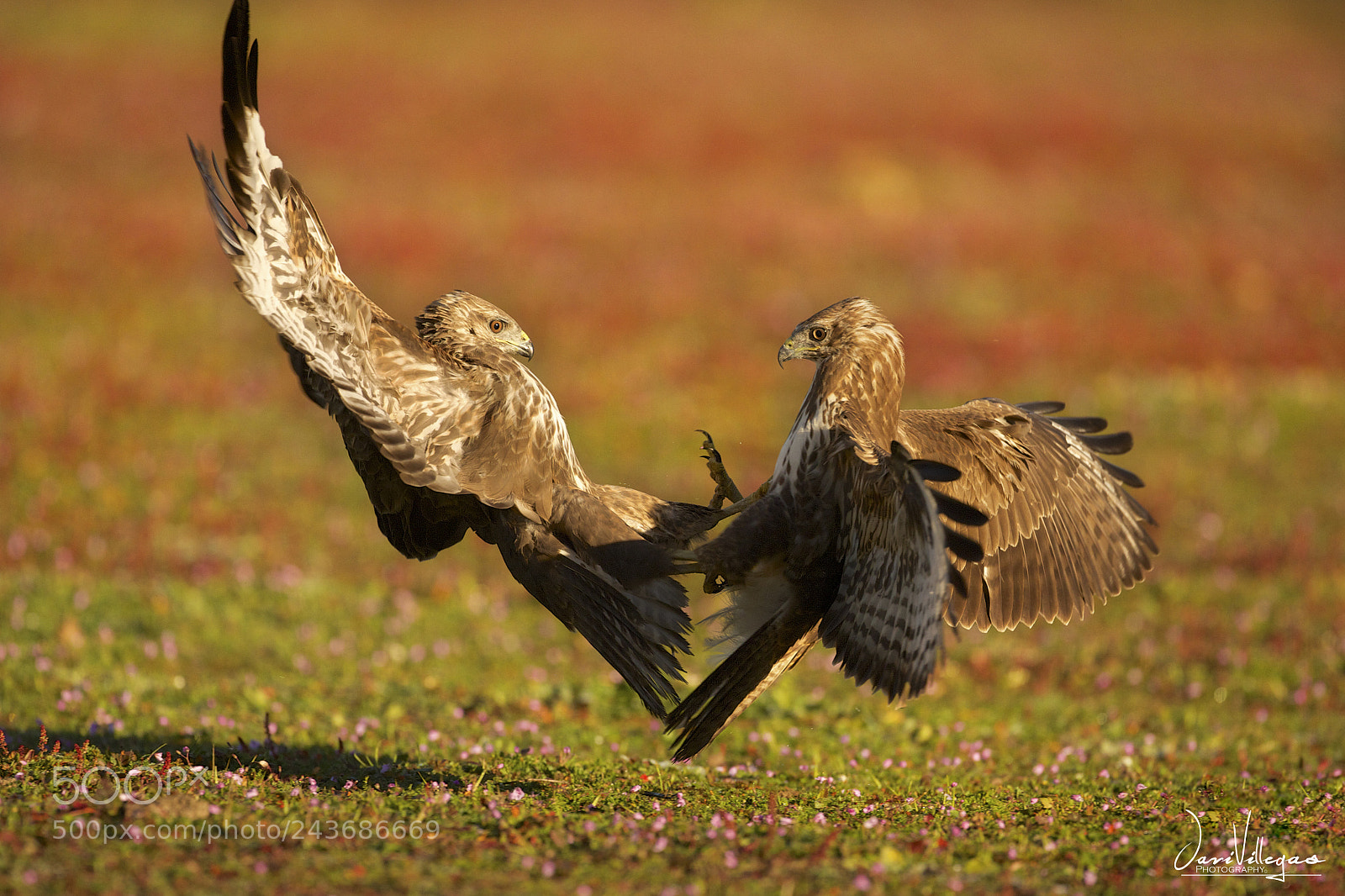 Canon EOS-1D X sample photo. Fight photography