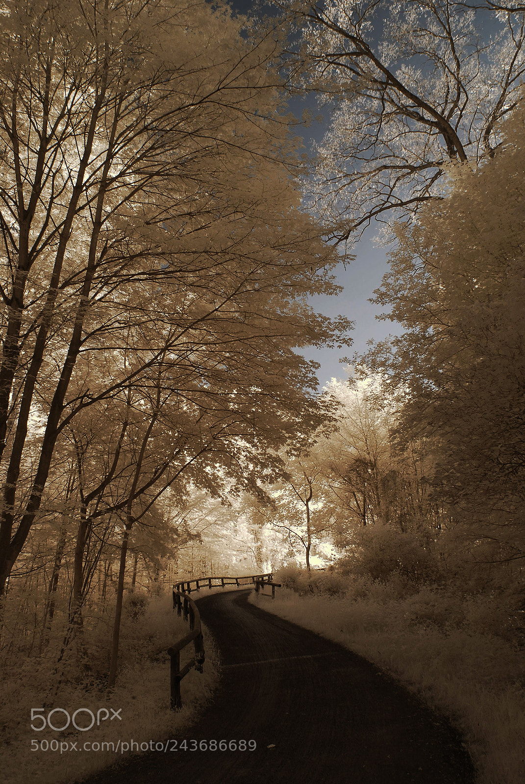 Nikon D60 sample photo. Ha n photography
