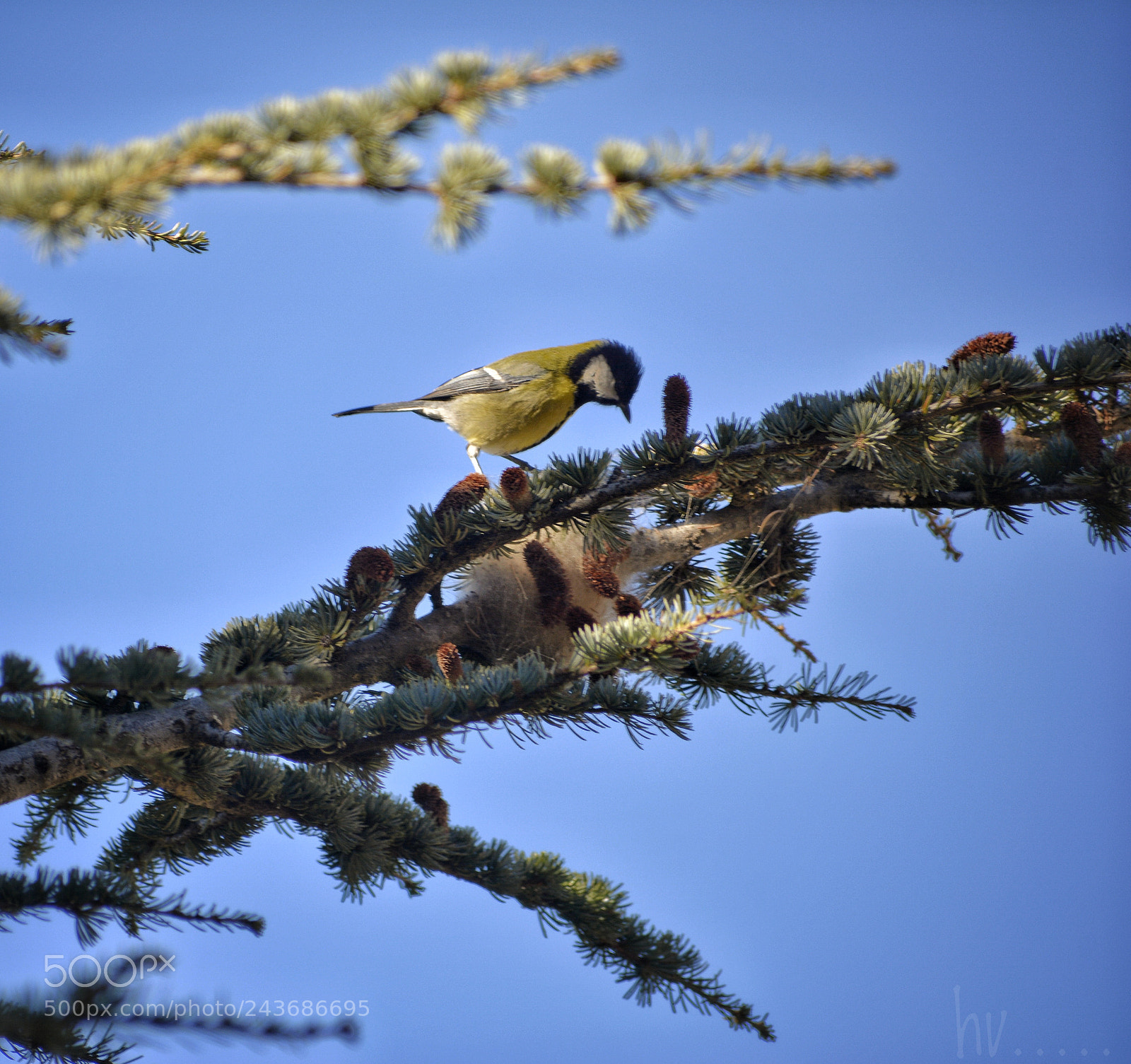 Nikon D7100 sample photo. Tilt photography