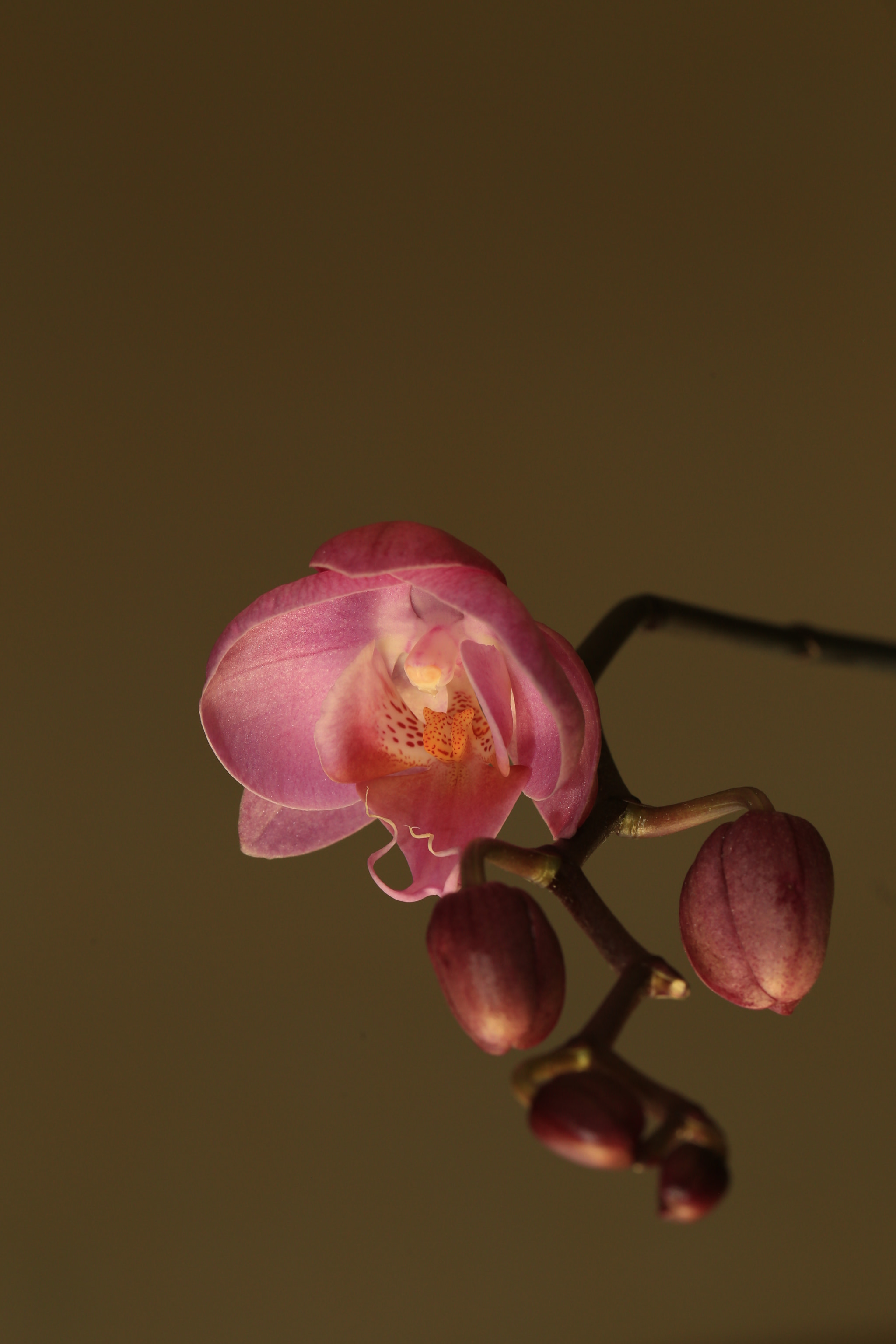 Canon EF 100mm F2.8L Macro IS USM sample photo. Orchidée photography