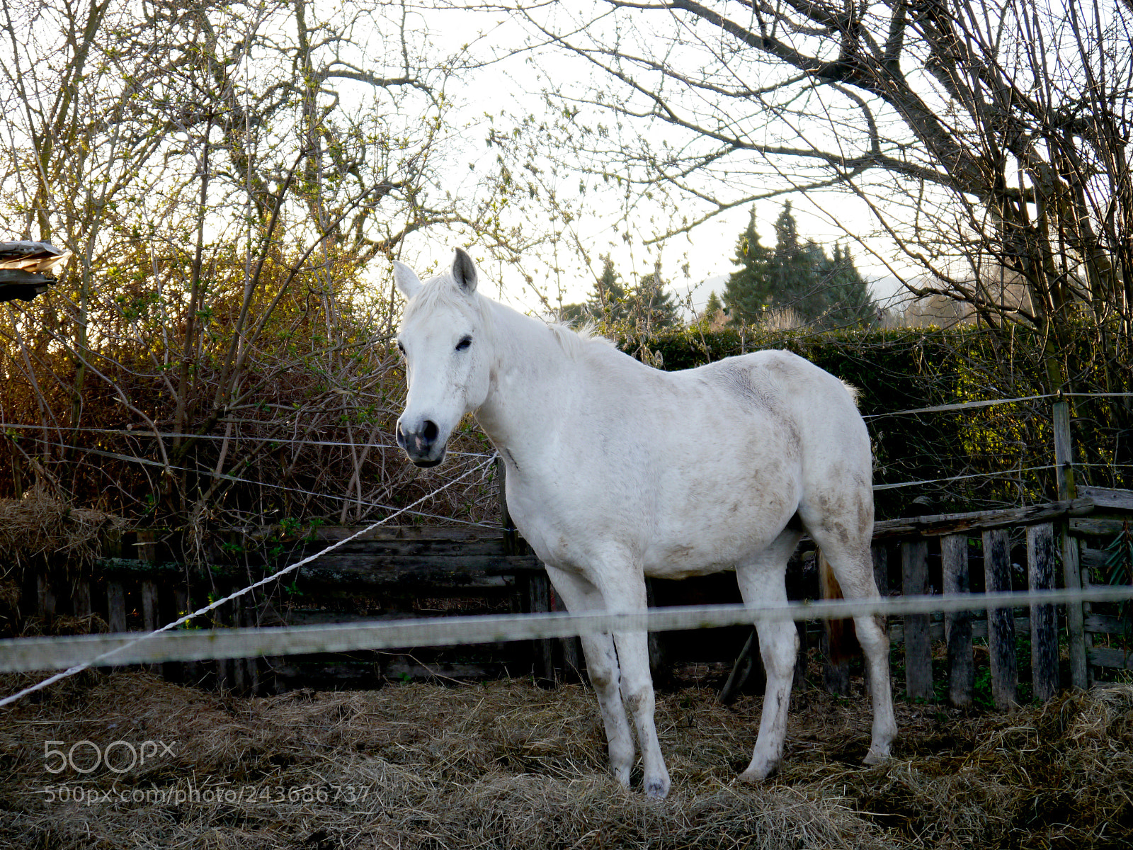 Panasonic Lumix DMC-G5 sample photo. White horse or unicorn? photography