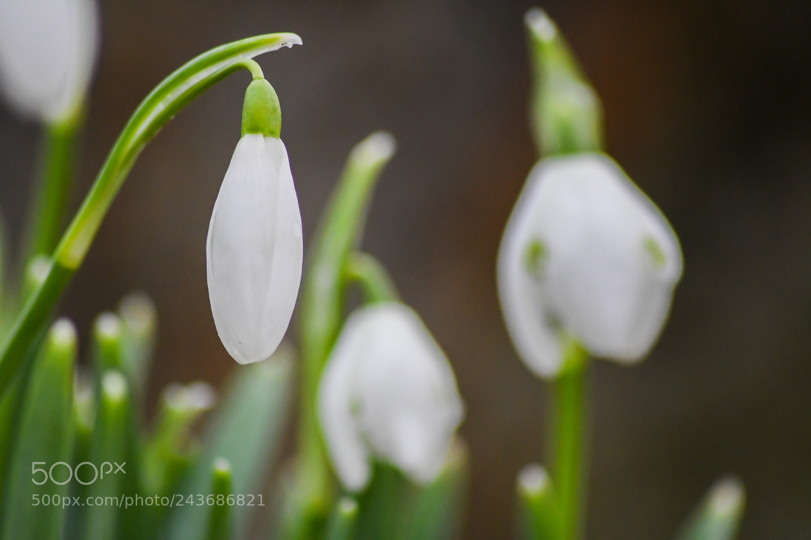 Nikon D7500 sample photo. Botanic gardens snowdrops photography