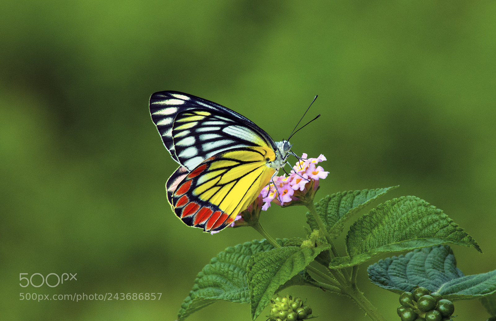 Nikon D90 sample photo. Common jezebel photography