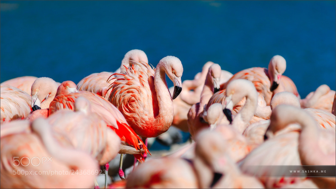 Sony Alpha a99 sample photo. Seashore colony of birds photography