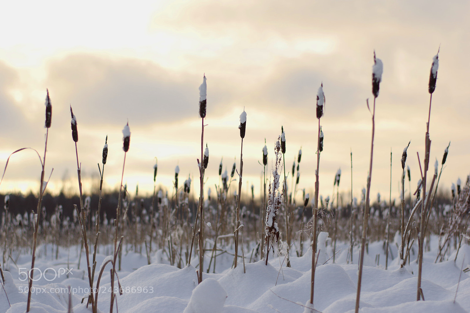 Pentax K-3 sample photo. Snow photography