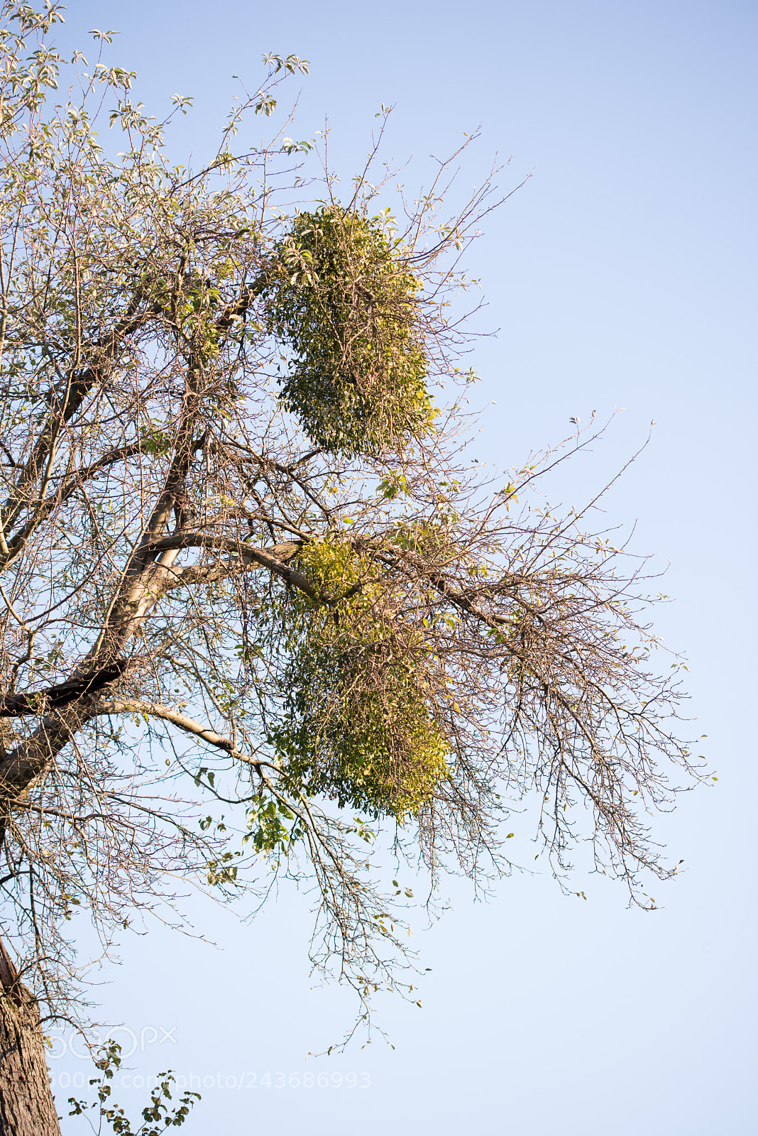 Nikon D600 sample photo. Large clumps of mistletoe photography