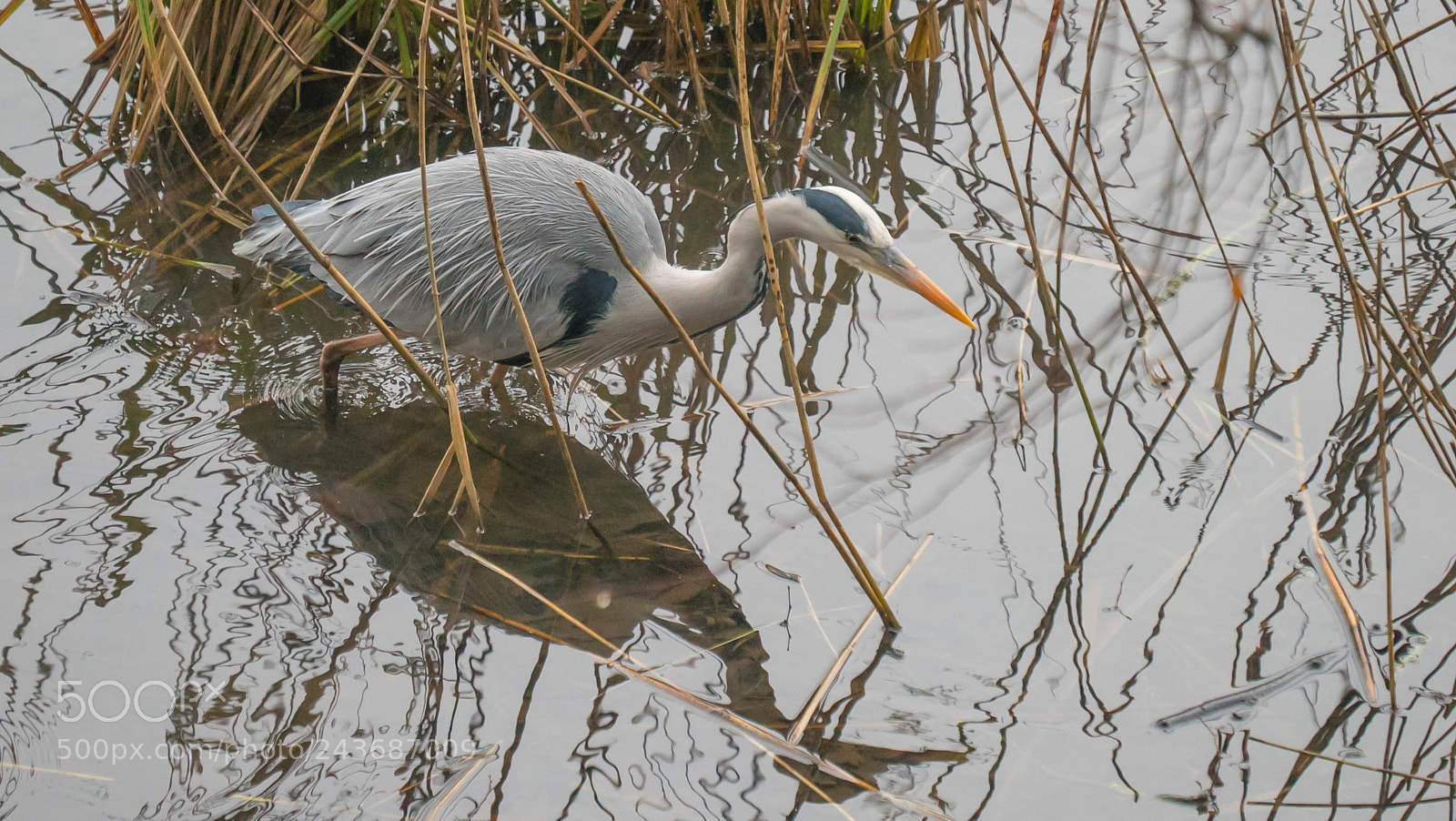 Sony a7S sample photo. Gray heron fishing photography