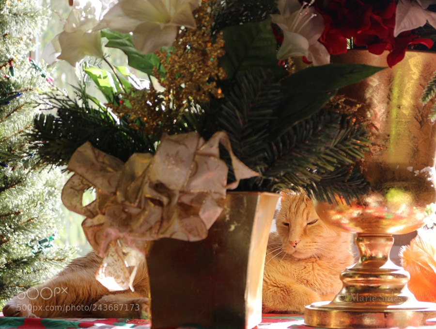 Canon EOS 100D (EOS Rebel SL1 / EOS Kiss X7) sample photo. Kulta on the table 4 photography
