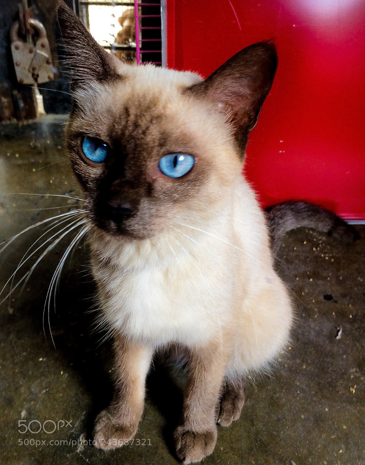Apple iPhone 5s sample photo. Lily photography
