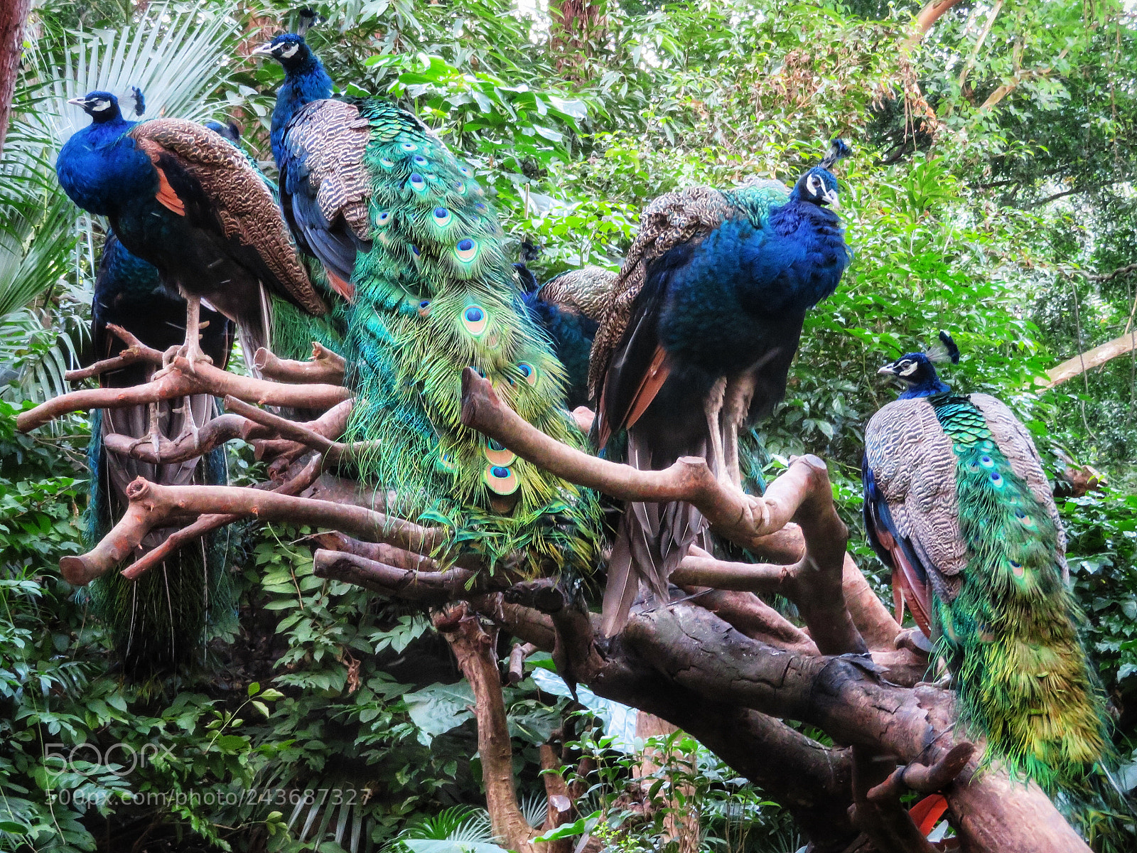 Canon PowerShot SX720 HS sample photo. Peacock powwow photography
