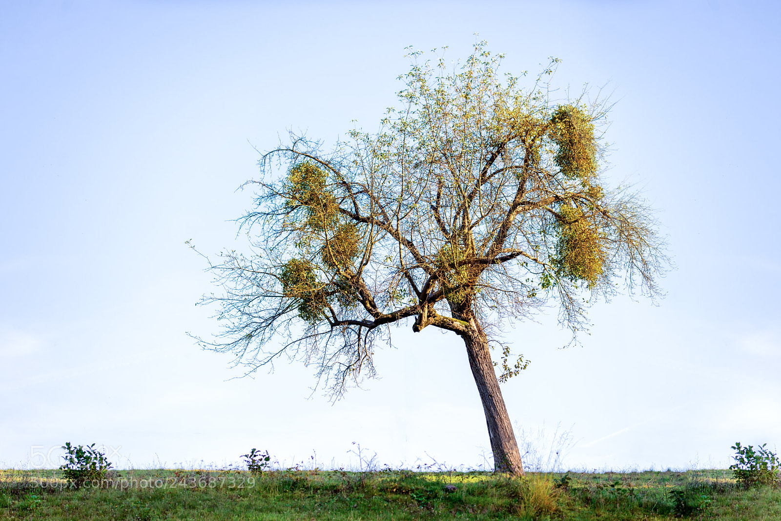 Nikon D600 sample photo. Large clumps of mistletoe photography