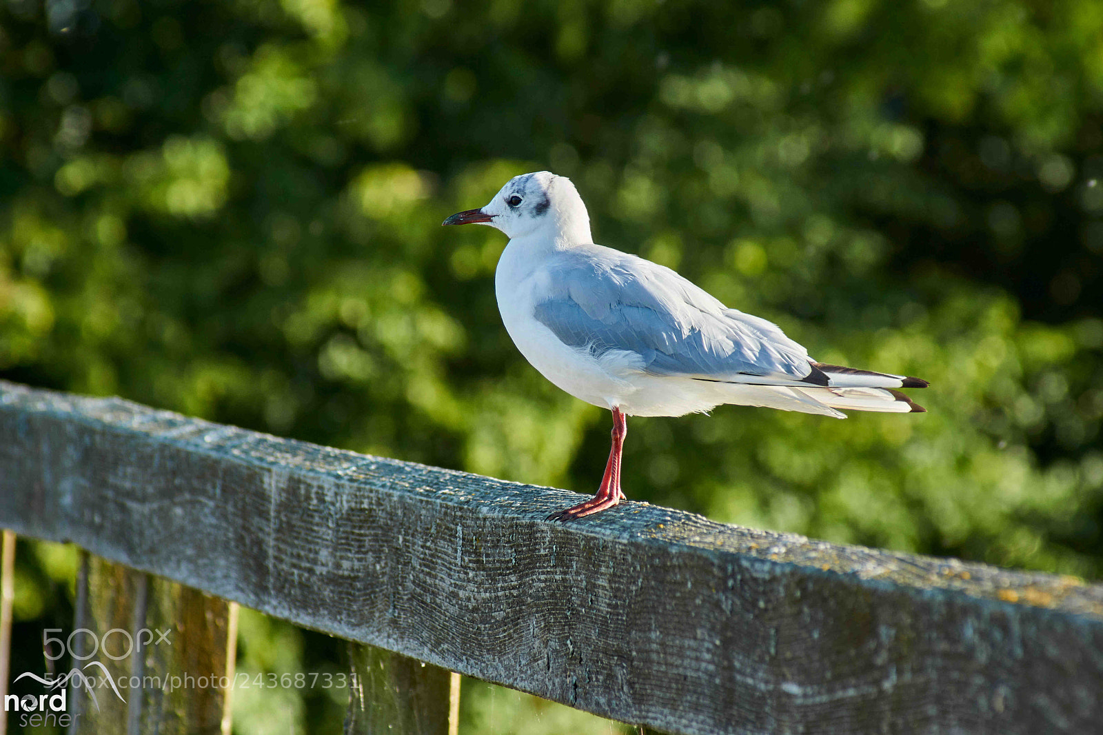 Sony SLT-A77 sample photo. Friedenstaube photography