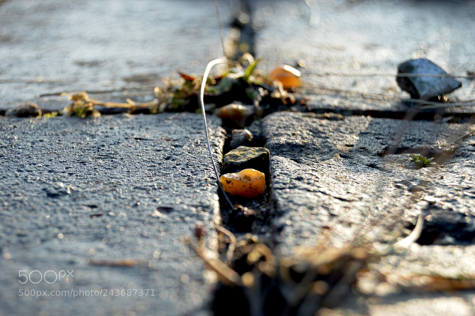 Nikon D3200 sample photo. Macro art.1 photography