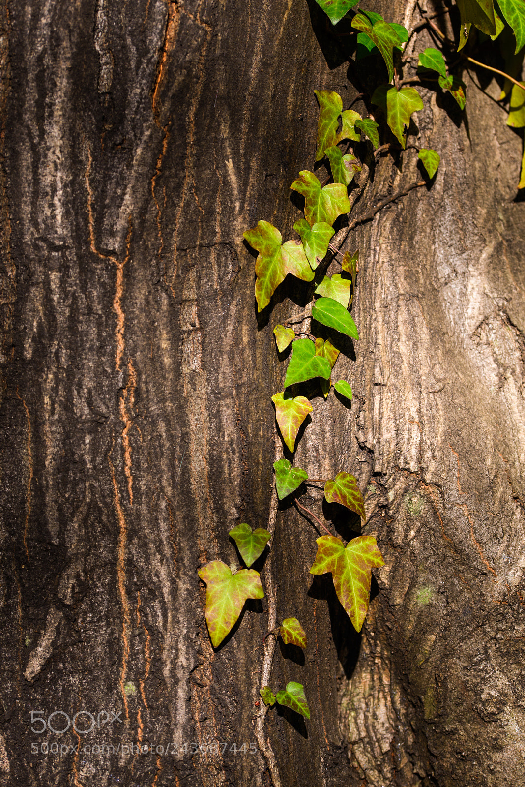 Nikon D600 sample photo. Green ivy climbing up photography