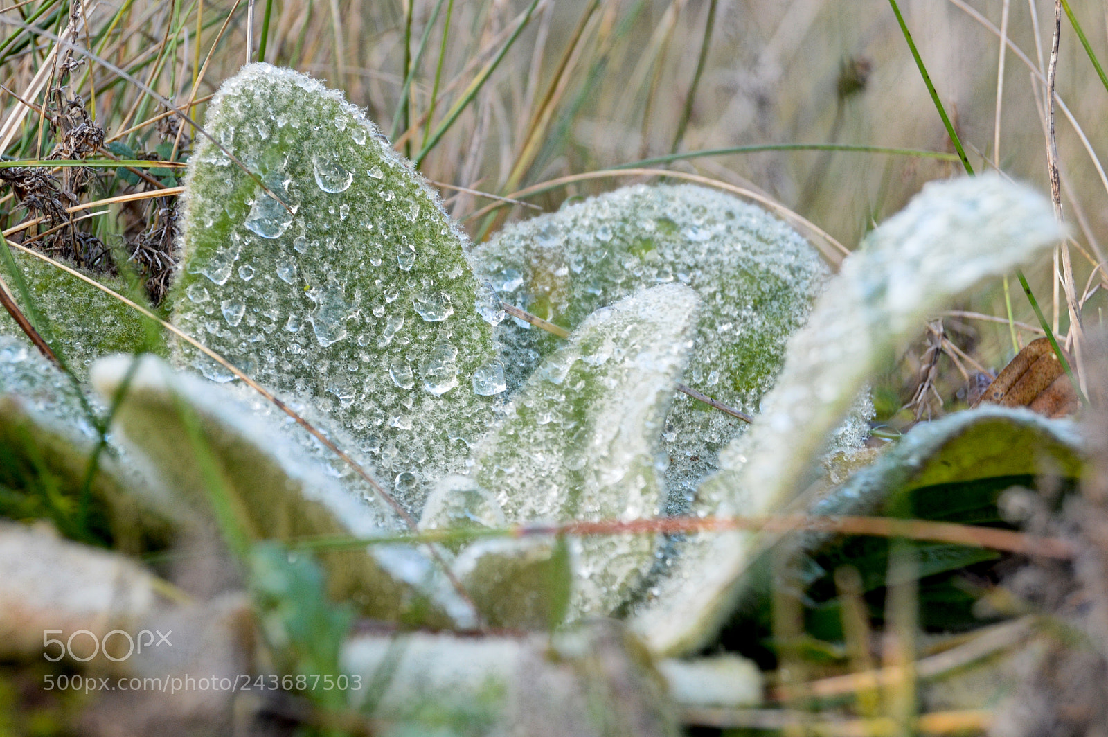 Nikon D3200 sample photo. Macro art.2 photography