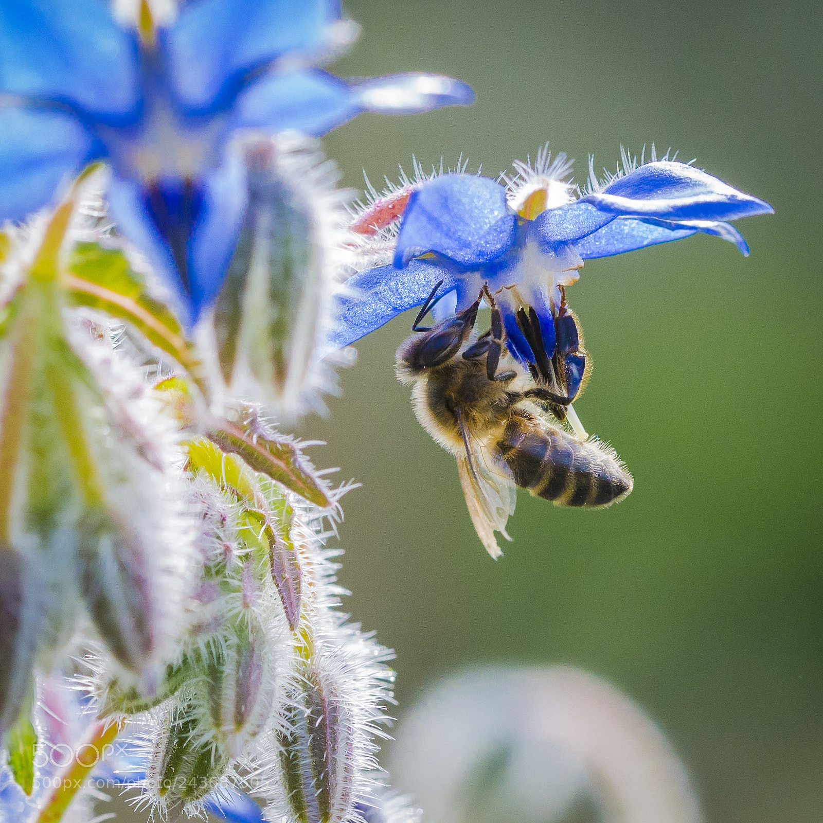 Nikon D610 sample photo. Bee and borage photography