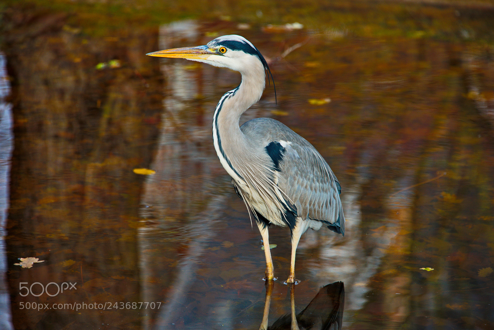 Nikon D800 sample photo. Grey heron on watch photography