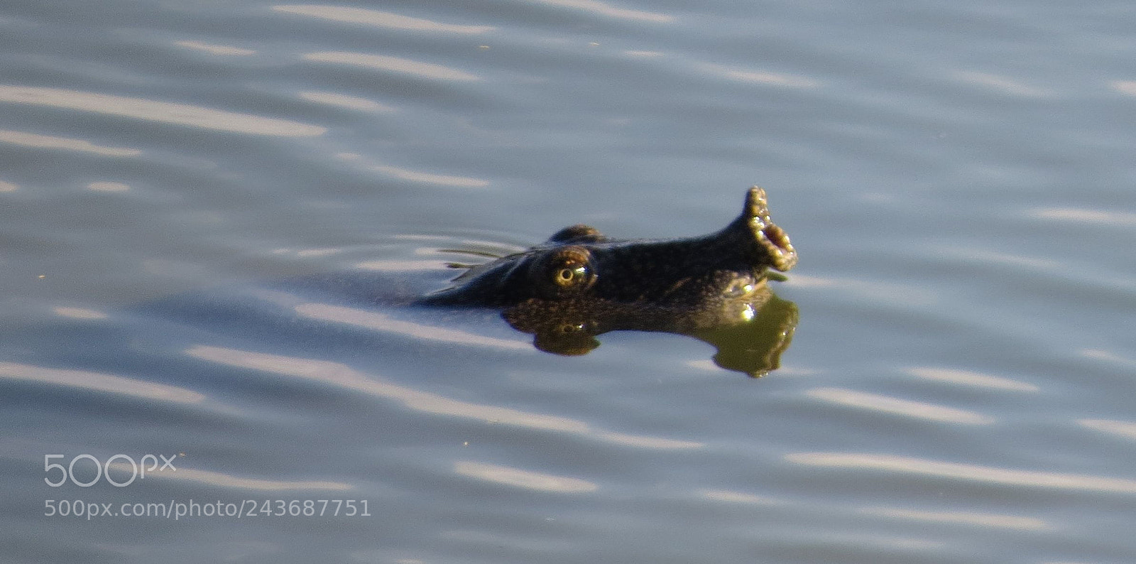 Canon PowerShot SX50 HS sample photo. Soft shell turtle in photography