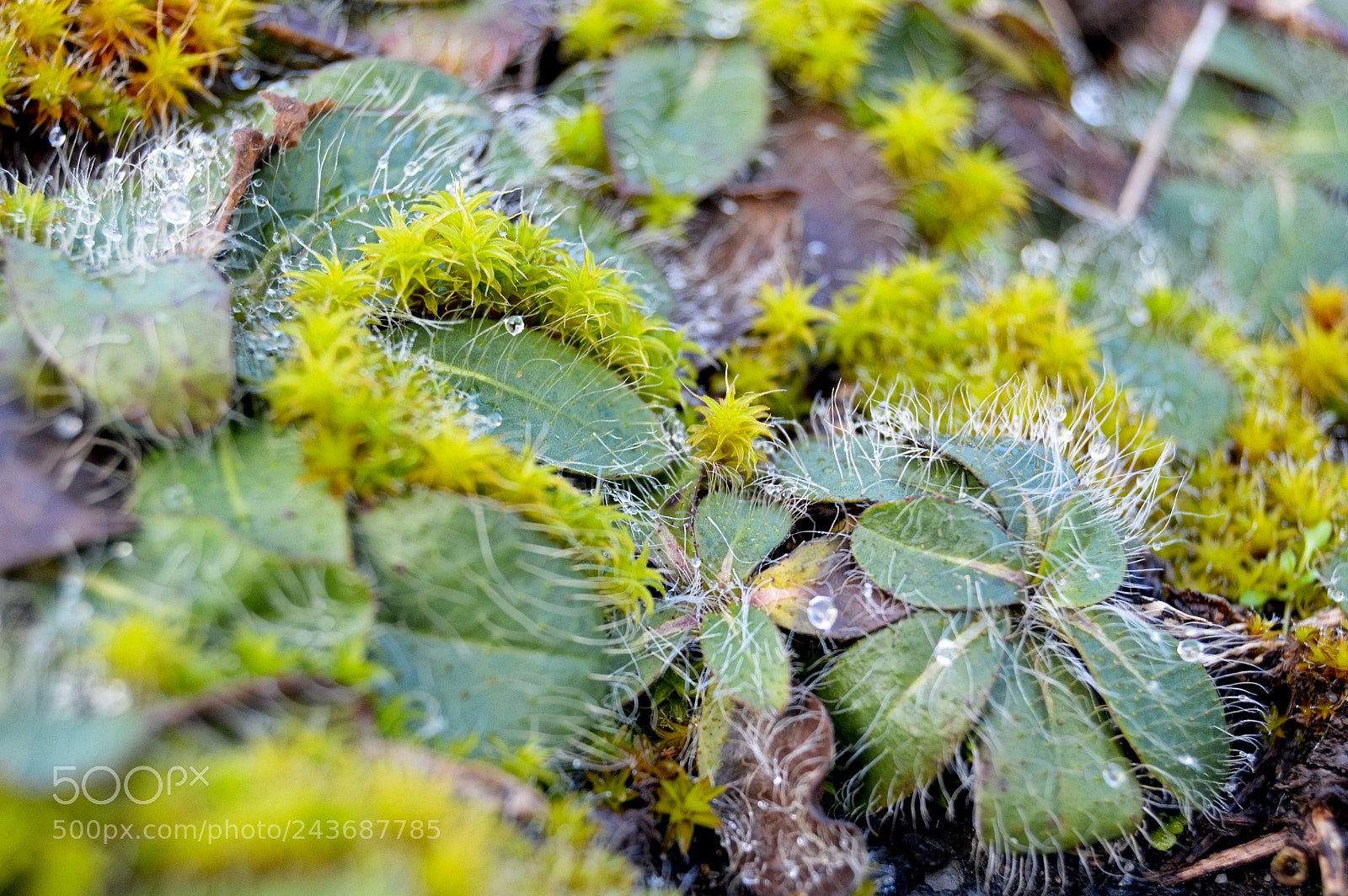 Nikon D3200 sample photo. Macro art 4 photography