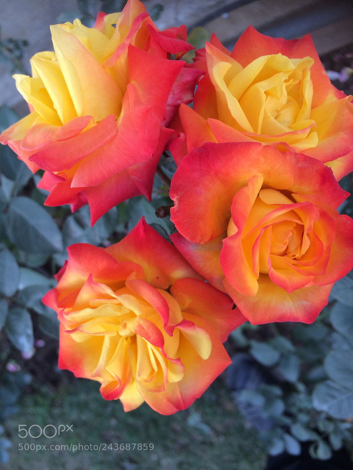 Apple iPhone 5s sample photo. Flowers gulaabs photography