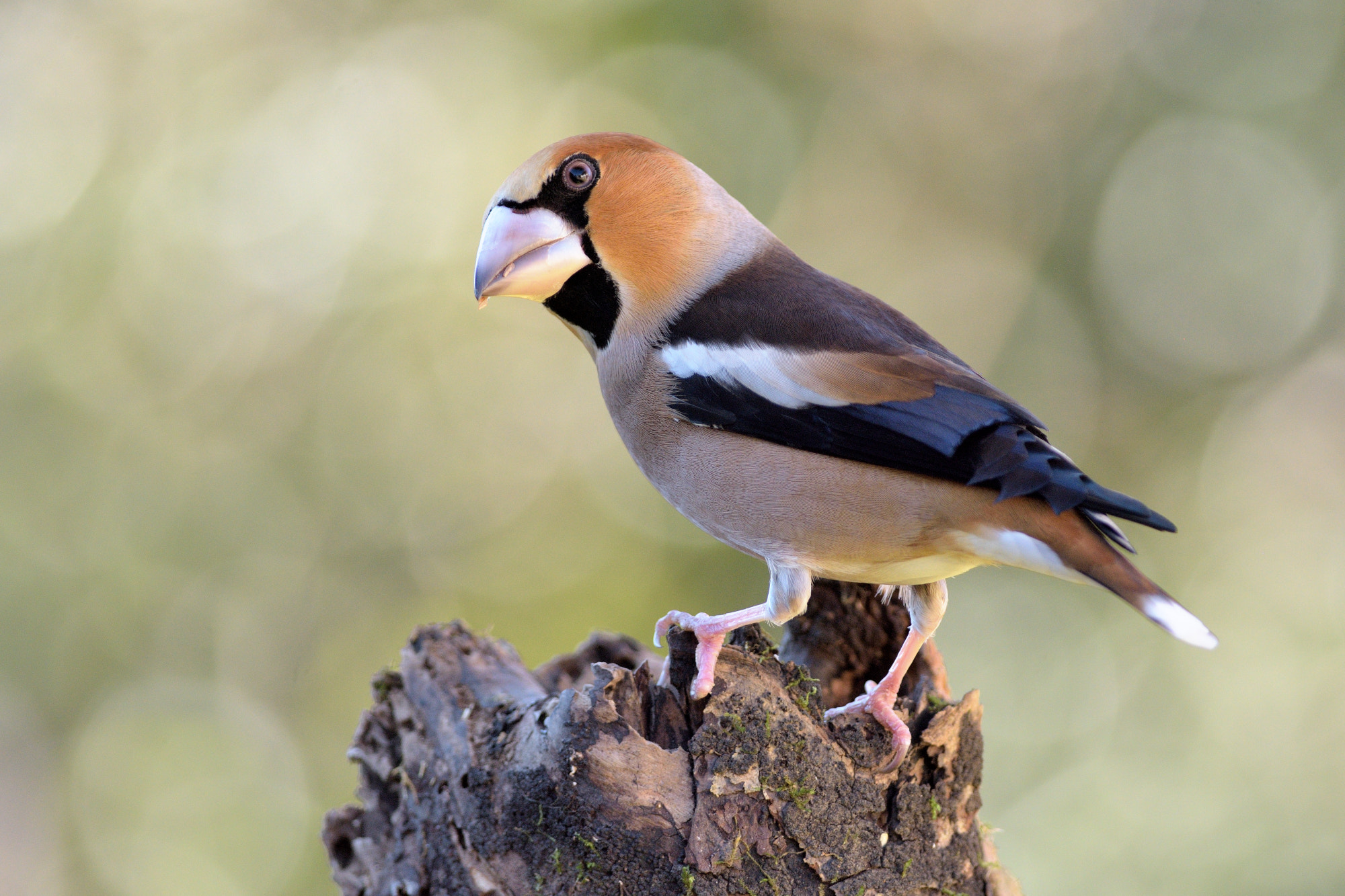 Nikon D7200 + Nikon AF-S Nikkor 300mm F4D ED-IF sample photo. Hawfinch photography