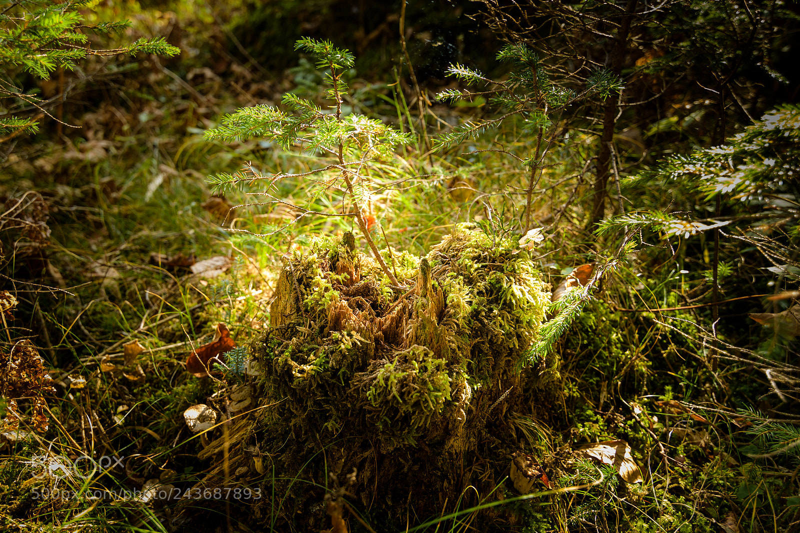 Nikon D500 sample photo. Summer forest undergrowth vegetation photography