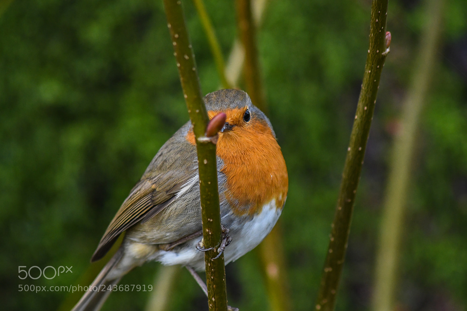 Nikon D7500 sample photo. Dinefwr robin photography
