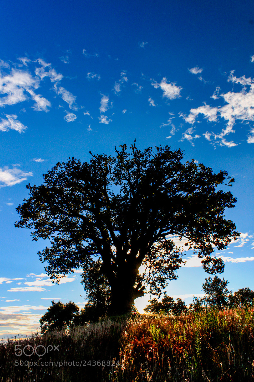 Canon EOS 500D (EOS Rebel T1i / EOS Kiss X3) sample photo. The sunset tree photography