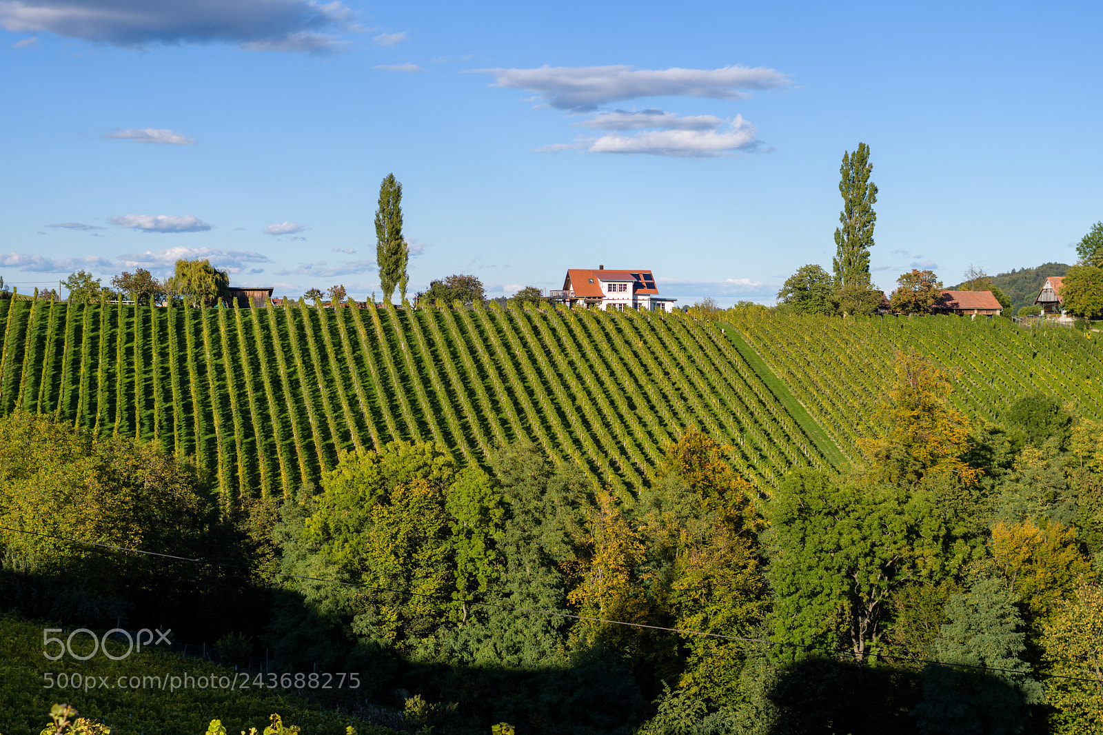 Nikon D500 sample photo. Famous touristic wine road photography