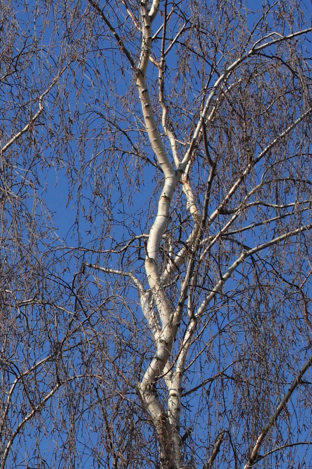 Canon EF 70-200mm F4L USM sample photo. Birch tree photography